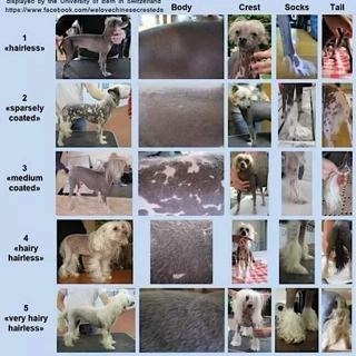 Behaarung beim Chinese Crested Dog, Chineschen Schopfhund