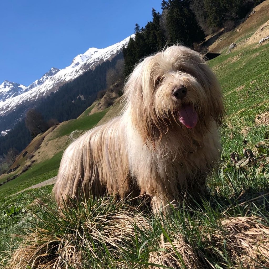 Little Luvseed-meine Hunde 