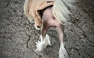 little luvseed -Chinese Crested Dog Charakter