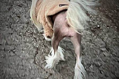 little luvseed -Chinese Crested Dog Charakter