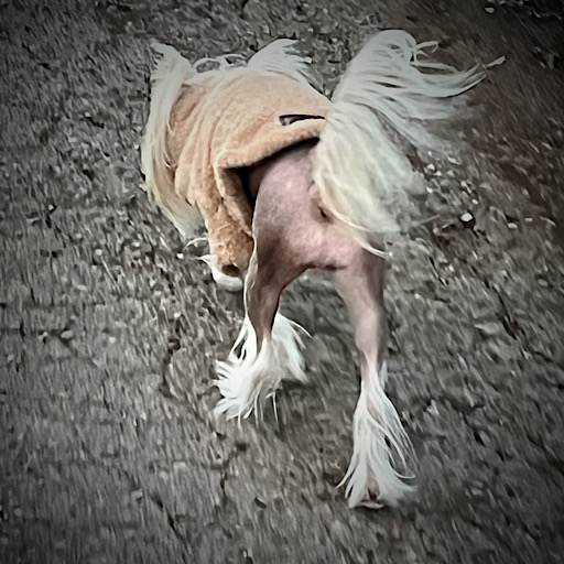 little luvseed -Chinese Crested Dog Charakter
