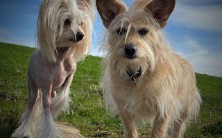 Little Luvseed - meine Hund