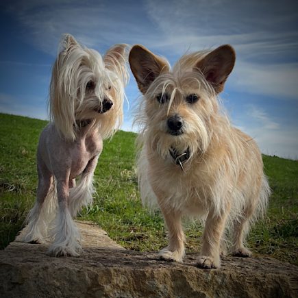 Little Luvseed - meine Hund