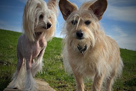 Little Luvseed - meine Hund