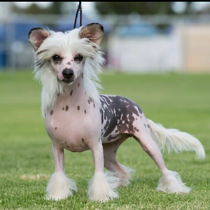 Little Luv Seed Charakter  & Optik des Chinese Crested Dogs Coby Typ
