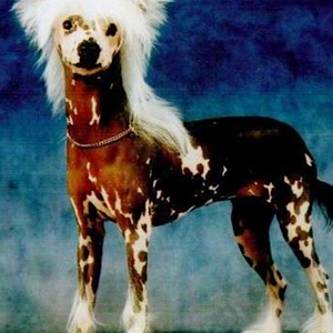 Little Luv Seed Charakter & Optik des Chinese Crested Dogs Deer Typ