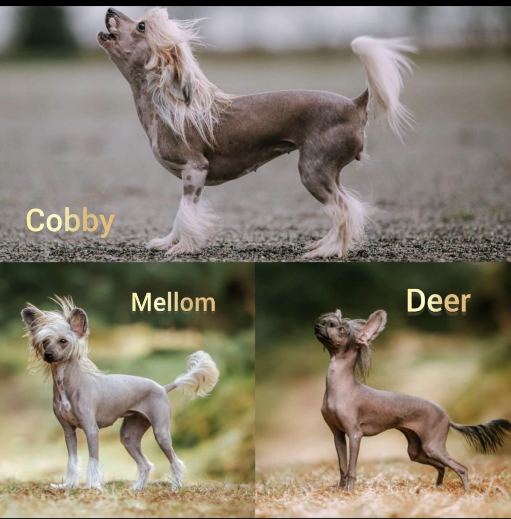 Little Luv Seed Charakter  & Optik des Chinese Crested Dogs