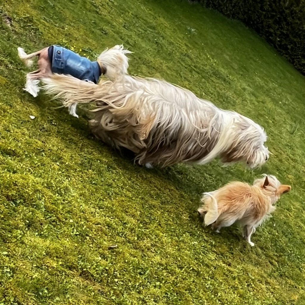 Little Luvseed-meine Hunde 