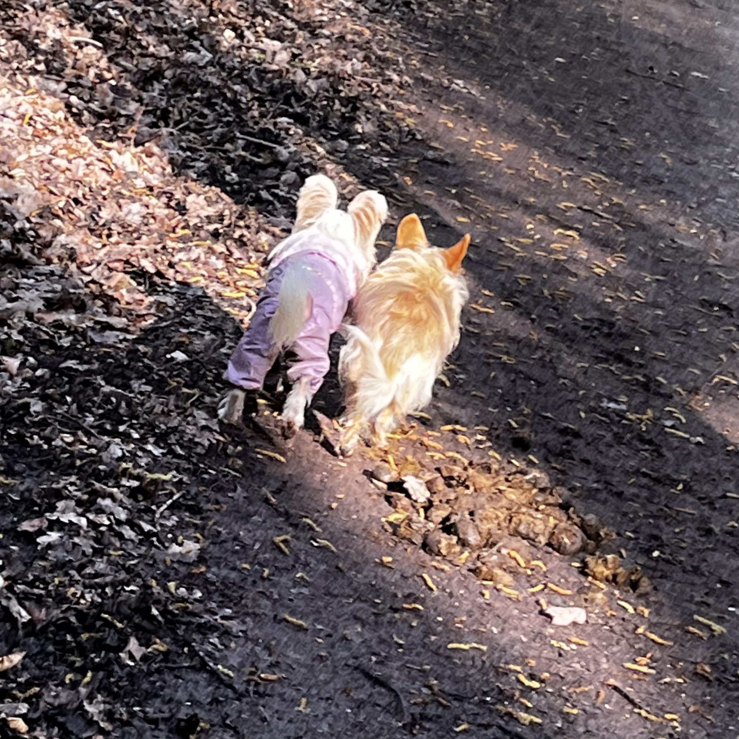 LittleLuvseed-meine Hunde