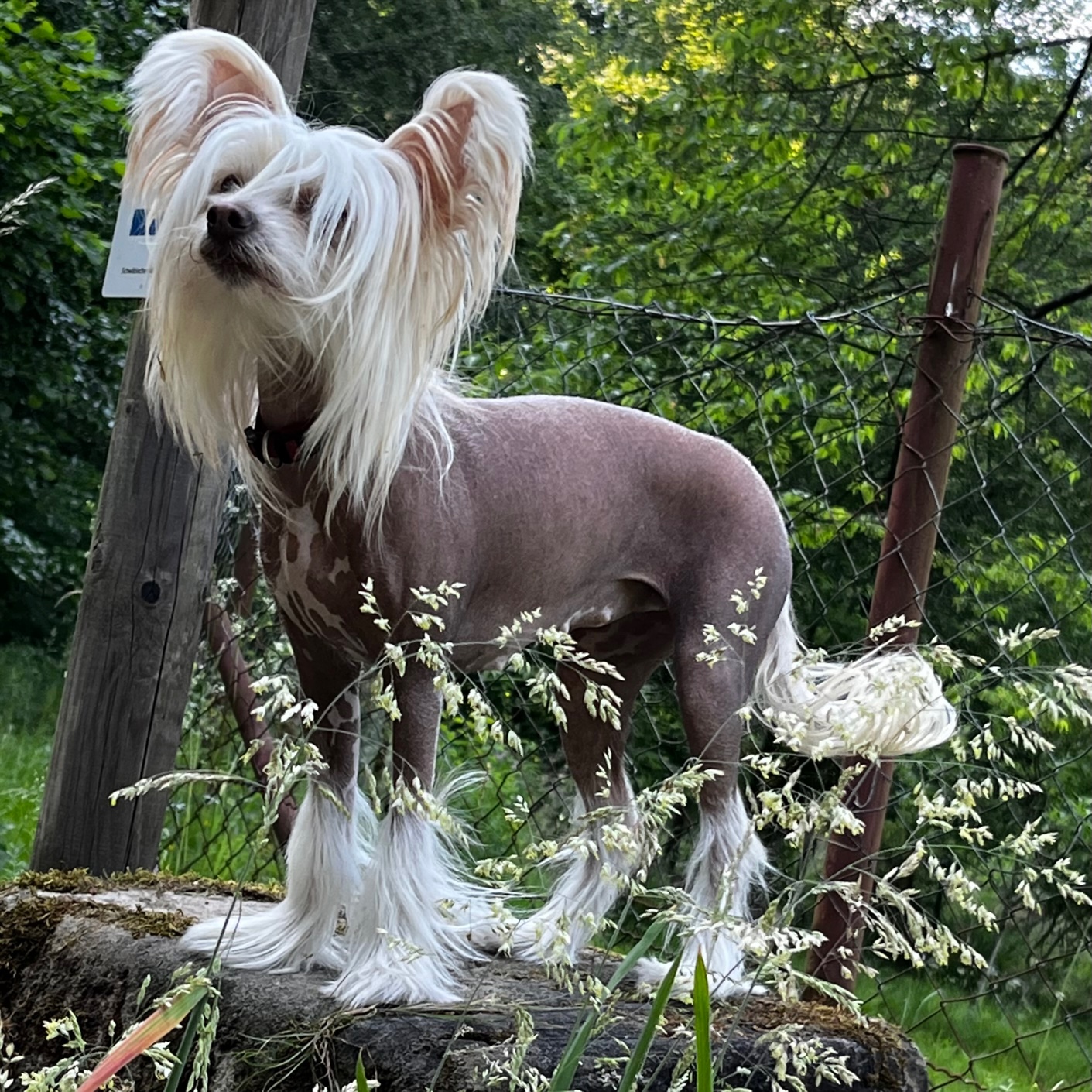 Little Luvseed-meine Hunde