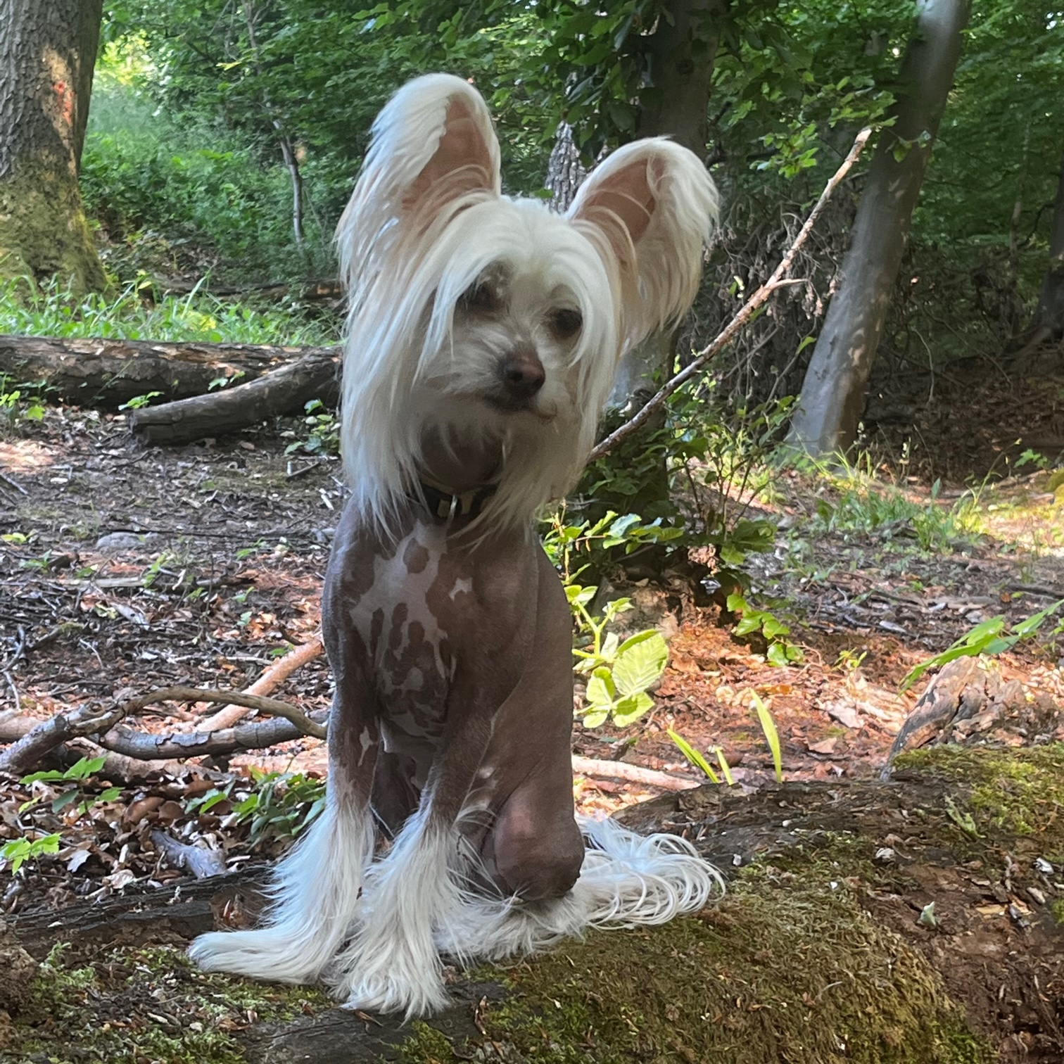Little Luvseed-meine Hunde