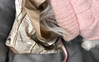Fütterungsarten für den Hund
