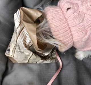 Fütterungsarten für den Hund