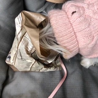 Fütterungsarten für den Hund