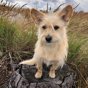 Little Luvseed-meine Hunde
