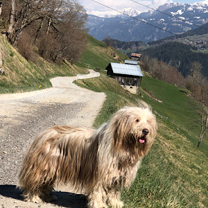 Little Luvseed-meine Hunde