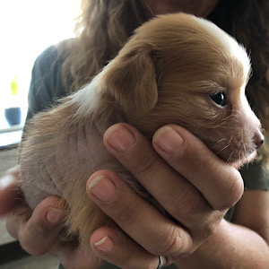 LittleLuvseed-meine Hunde
