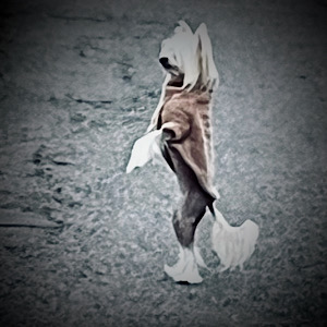 Little Luv Seed Chinese Crested Dog stehend