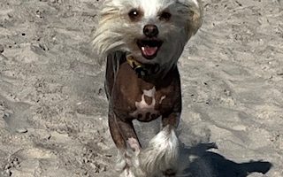 Little Luvseed-Chinese Crested Dog Rassewahl