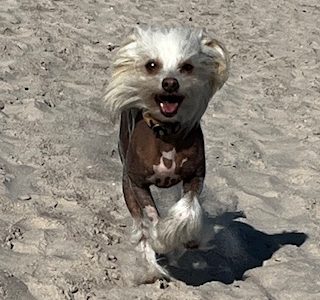 Little Luvseed-Chinese Crested Dog Rassewahl