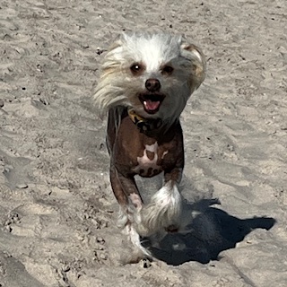 Little Luvseed-Chinese Crested Dog Rassewahl
