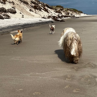 Little Luvseed-meine Hunde 