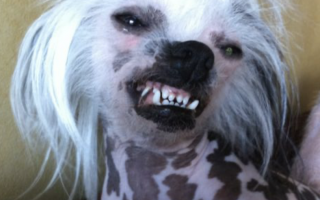 Smile Chinese Crested Dog - Foto @tinaboyn - lttleluvseed.jpg