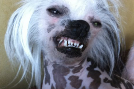 Smile Chinese Crested Dog - Foto @tinaboyn - lttleluvseed.jpg