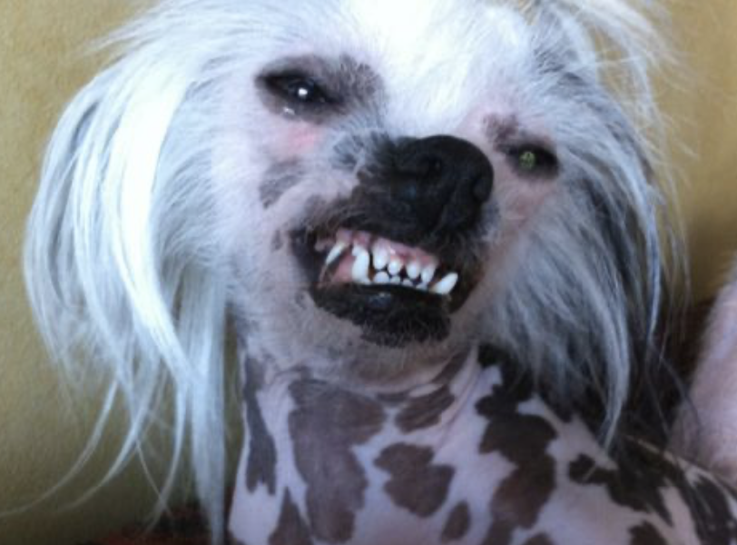 Smile Chinese Crested Dog - Foto @tinaboyn - lttleluvseed.jpg