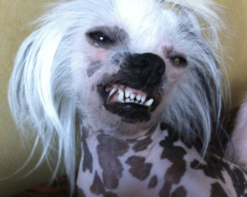 Smile Chinese Crested Dog - Foto @tinaboyn - lttleluvseed.jpg