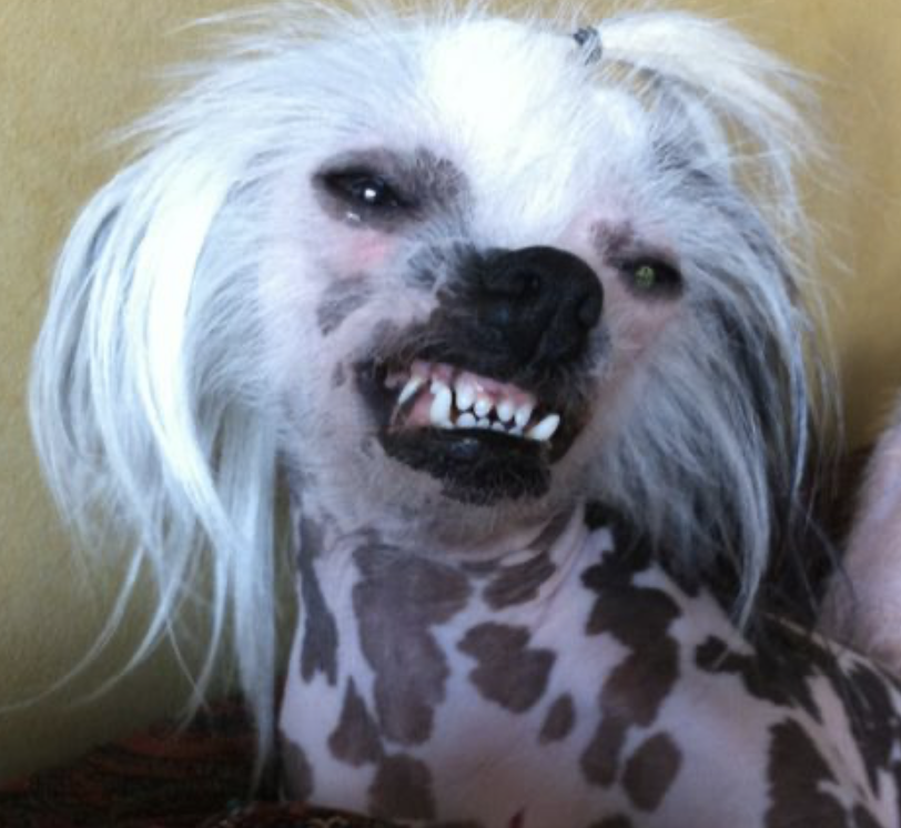 Smile Chinese Crested Dog - Foto @tinaboyn - lttleluvseed.jpg