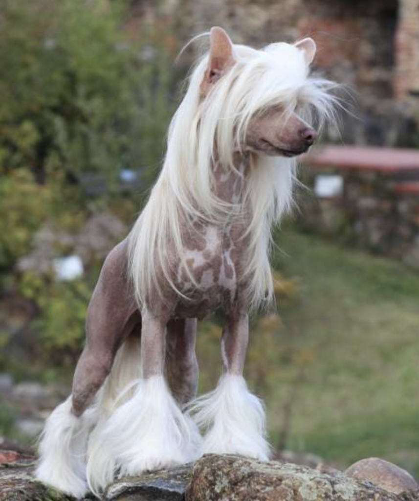 Little Luvseed - WurfA -Großmutter Mutterseite