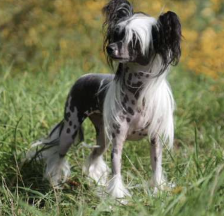 Little Luvseed - Wurf A - Grossmutter Vaterseite