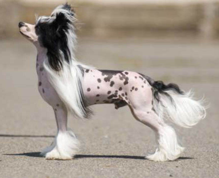 Little Luvseed - Wurf A