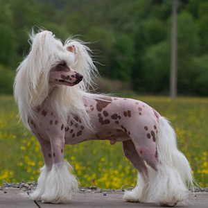 Little Luvseed - WurfA -Vater