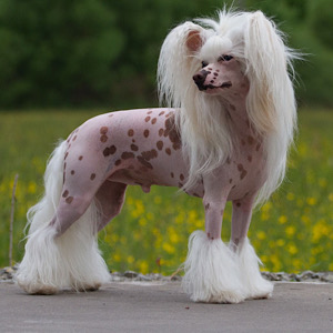 Little Luvseed - WurfA -Vater