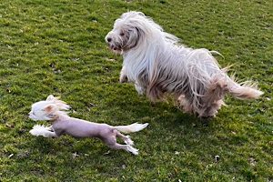 Little Luvseed - Chinese Crested Dog - Hundehaltung