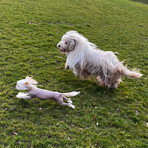 Little Luvseed - Chinese Crested Dog - Hundehaltung