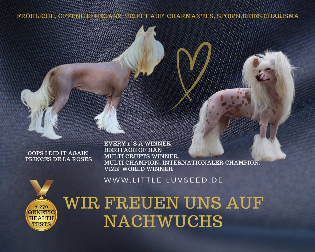 Wurfmeldung Chinese Crested Dog 2025