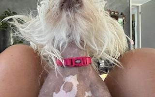 Little Louvered - Chinese Crested Dog - Hundepflege