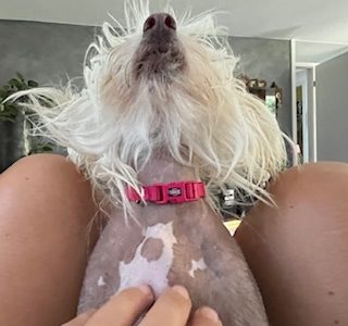 Little Louvered - Chinese Crested Dog - Hundepflege