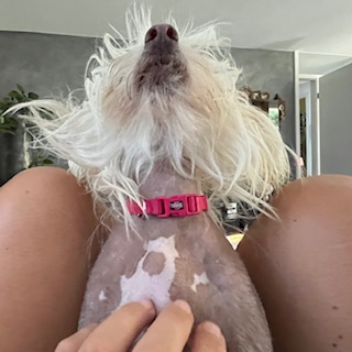 Little Louvered - Chinese Crested Dog - Hundepflege