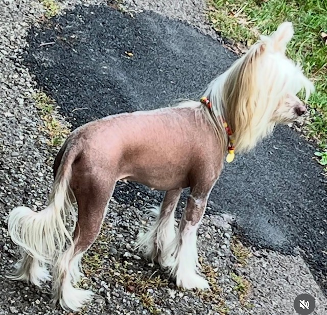 Meggi von Little Luvseed