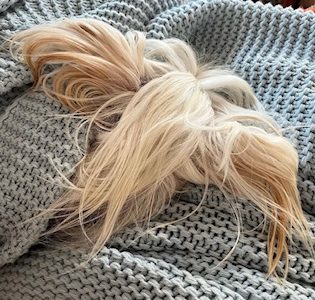 Little Luvseed Hundegesundheit