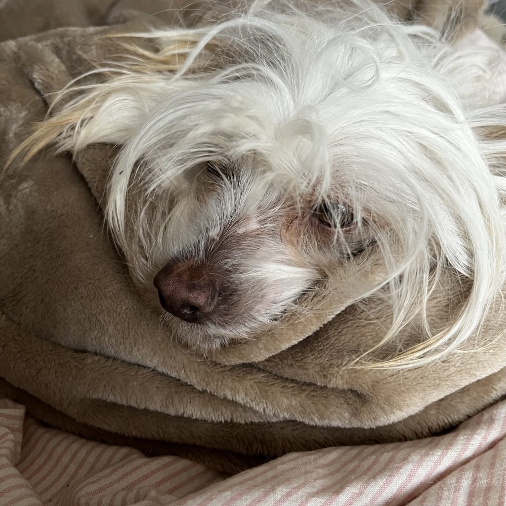 Little Luvseed - Hundegesundheit 