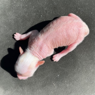 Little Luv Seed Chinese Crested hairless Welpe