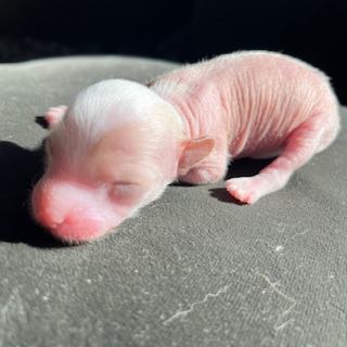 Little Luv Seed Chinese Crested Hairless Welpe