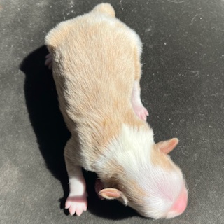 Little Luv Seed Chinese Crested Powder Puff Welpe