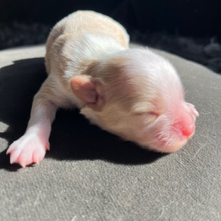 Little Luv Seed Powder Puff Welpe