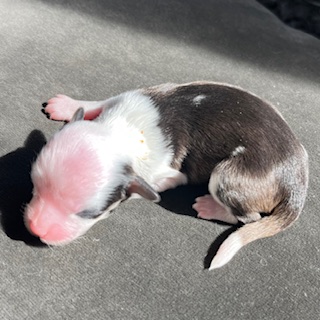 Little Luv Seed Welpe Wurf A